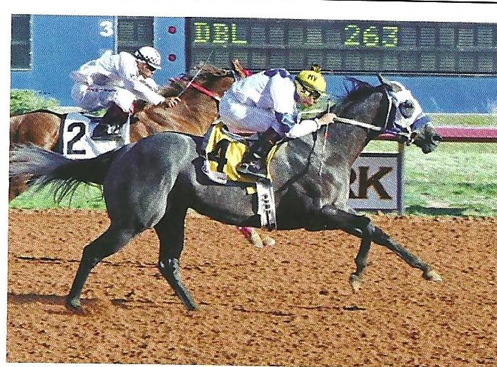 Rocky Mountain Quarter Horse Association Home